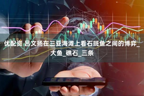 优配资 吕文扬在三亚海滩上看石斑鱼之间的博弈_大鱼_礁石_三条
